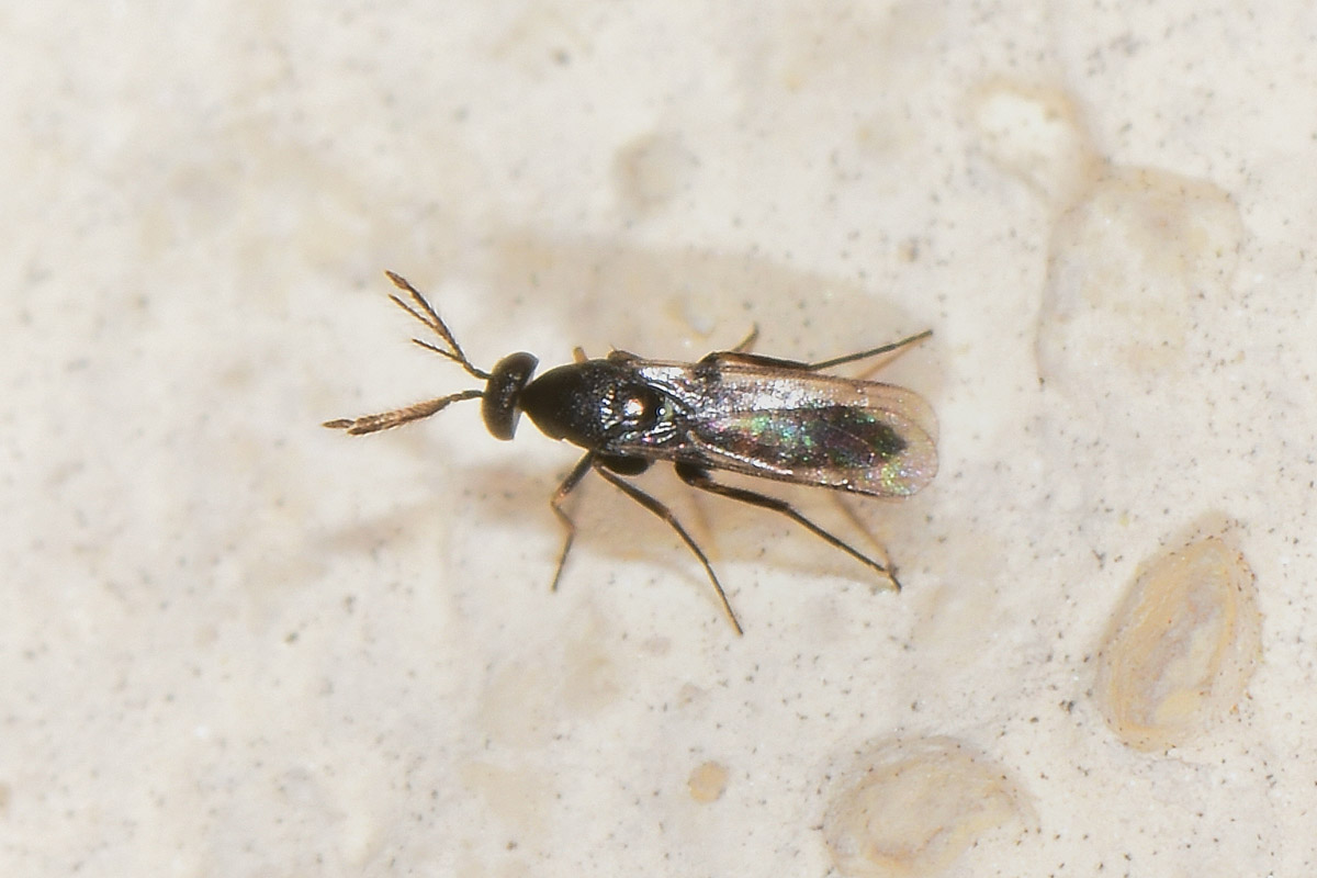 Eulophidae?
